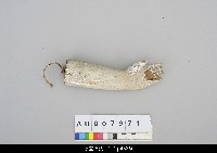 藏品(人形淨琉璃胳膊-左手)的圖片